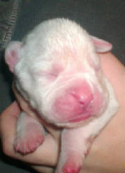 whiteboy1weekold.jpg
